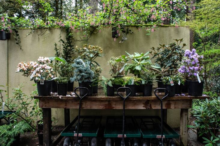 Photograph courtesy of the Rhododendron Species Botanical Garden.