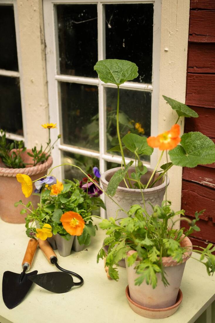 Summer\2\17;s joys (and working in the garden) needn\2\17;t end in August. Shown here: a handy Triangular Garden Hoe from June Home Supply (on sale).