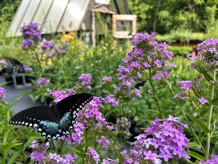 Photograph courtesy of Wonder Gift & Garden.