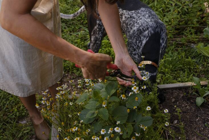 Harvesting chamomile with their dog, Gus. \2\20;After a whole summer we managed to clip enough chamomile to maybe make a cup or two of tea. The hilarity of gardening is not lost on me.\2\2\1;