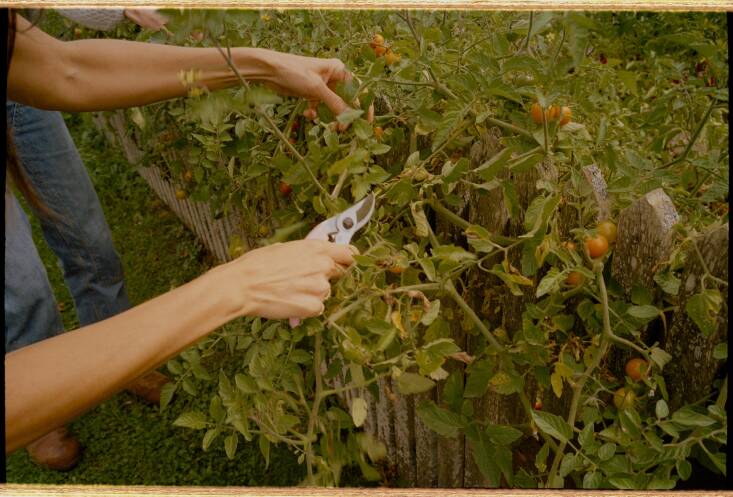 \2\20;This was actually taken at our friend Alexis’s garden late in the season when everything gets a little feral. Sungolds are (at least to me) a no-fail, no-brainer tomato to grow—I’ve never had a bad one. Bright pops of gold sweetness, the candy of the tomato world.\2\2\1;