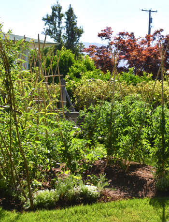 Award Winning Galleron Vegetable Garden in the Napa Valley