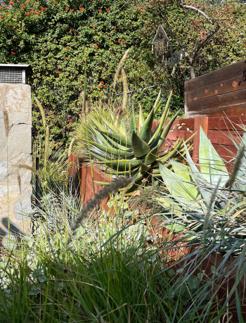 Agave, Aloe, Buckweat and Mallow, Los Angeles native landscape design